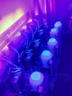 lumière UV 365nm 385nm 395nm 405nm LED de pourpre UV de module de 1300W pour le traitement UV